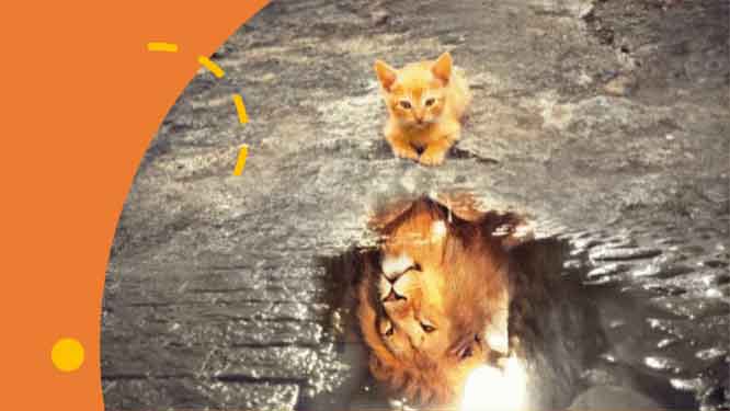 Cosa simboleggiano i gatti nei sogni delle donne? 1 sog03052020