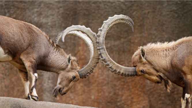 Compatibilità ARIETE E ARIETE 1 Compatibilità ARIETE E ARIETE